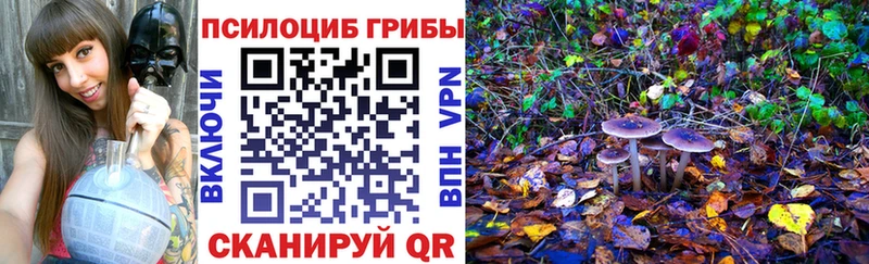 продажа наркотиков  Красноармейск  Псилоцибиновые грибы Psilocybe 